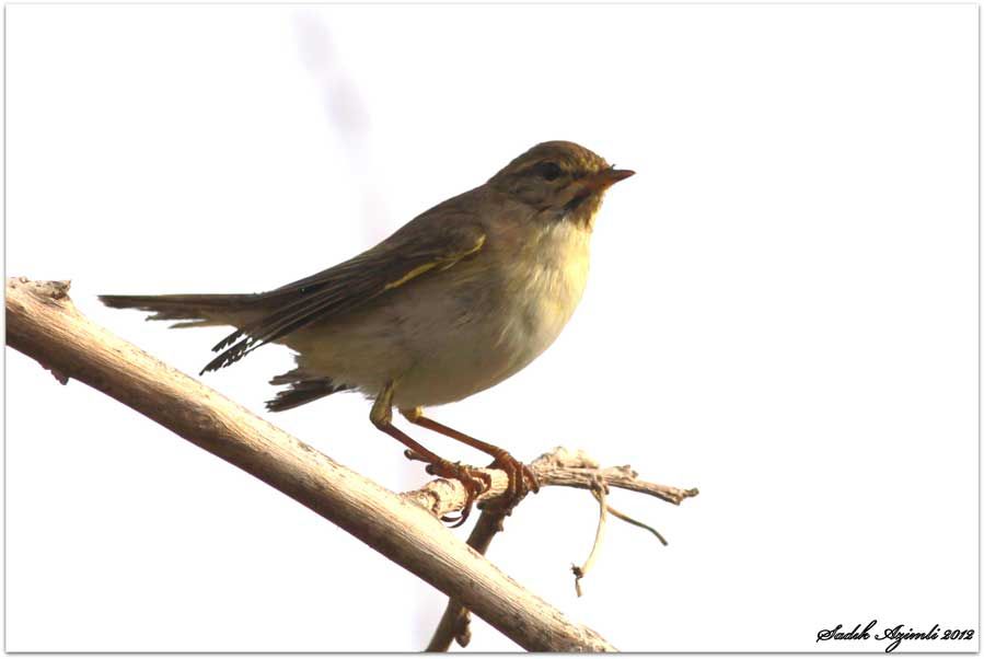 Willow Warbler
