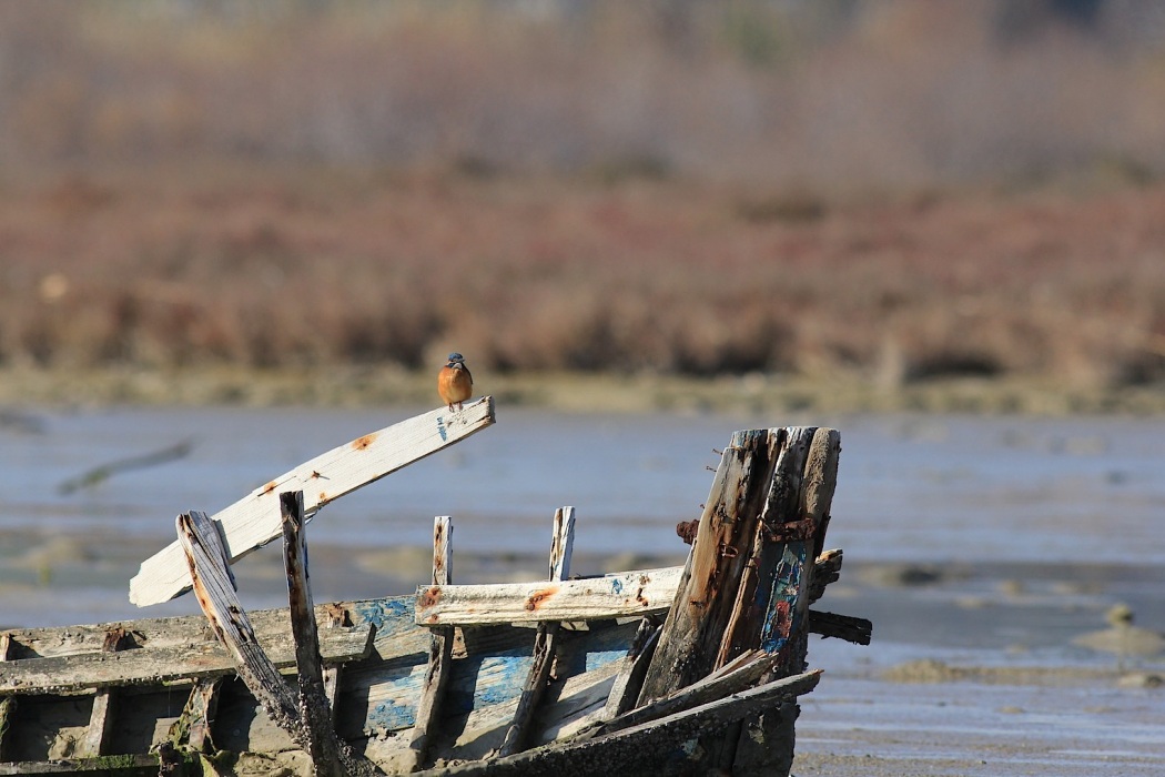 Common Kingfisher