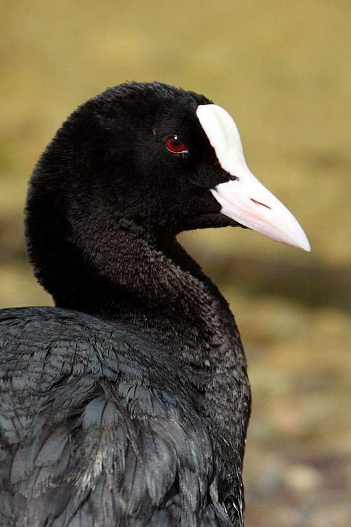 Eurasian Coot