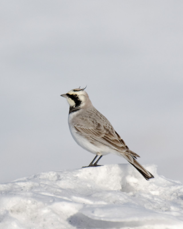 Horned Lark