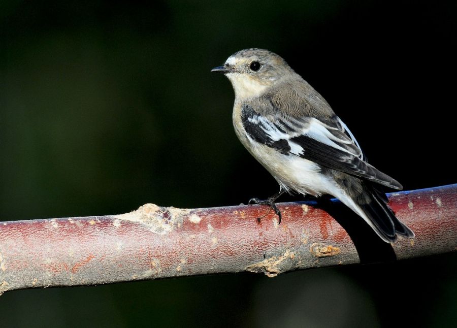 Semicollared Flycatcher