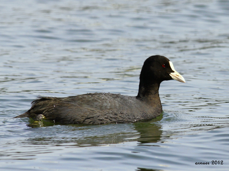 Eurasian Coot