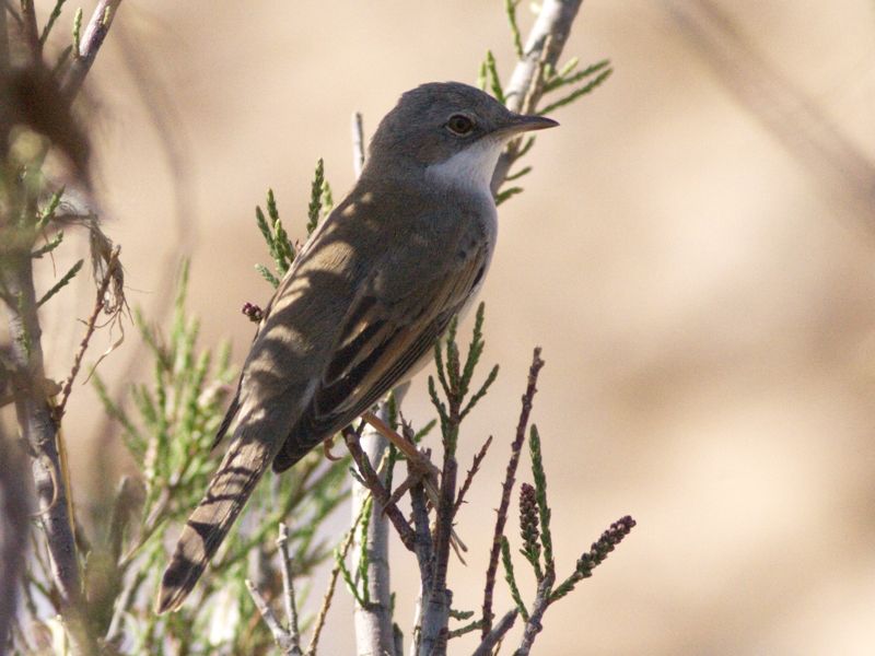 Common Whitethroat