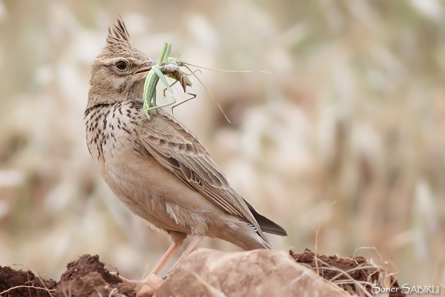 Crested Lark