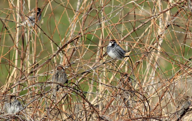 Spanish Sparrow