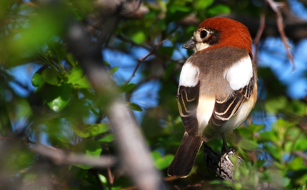 Woodchat Shrike