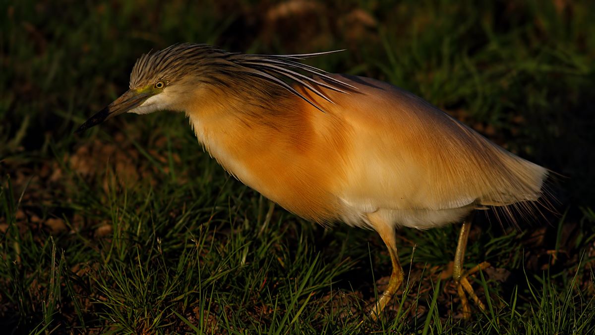 Squacco Heron