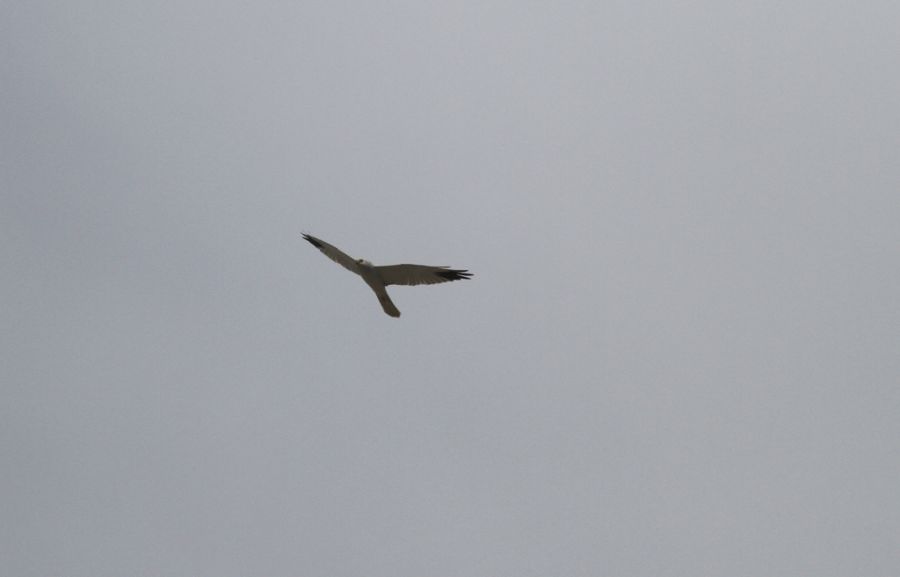 Pallid Harrier