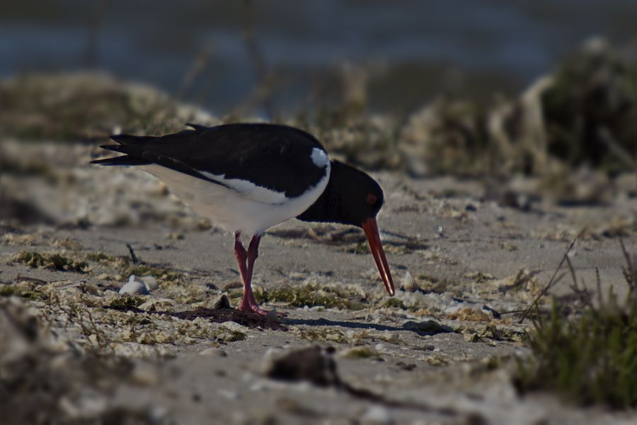 Eurasian Oystercatcher