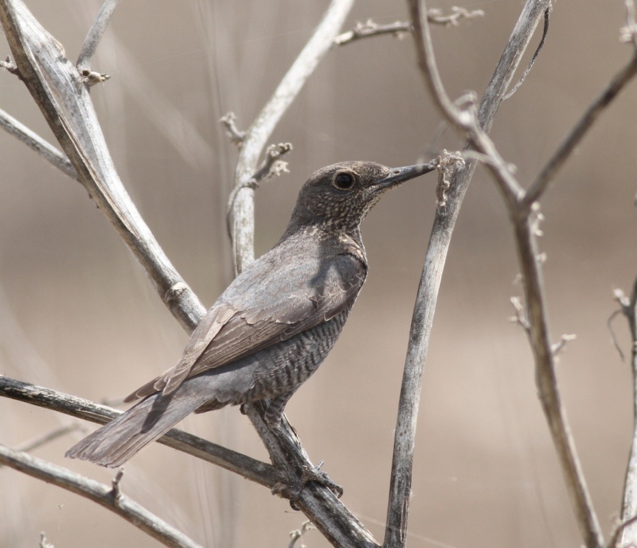 Blue Rock Thrush