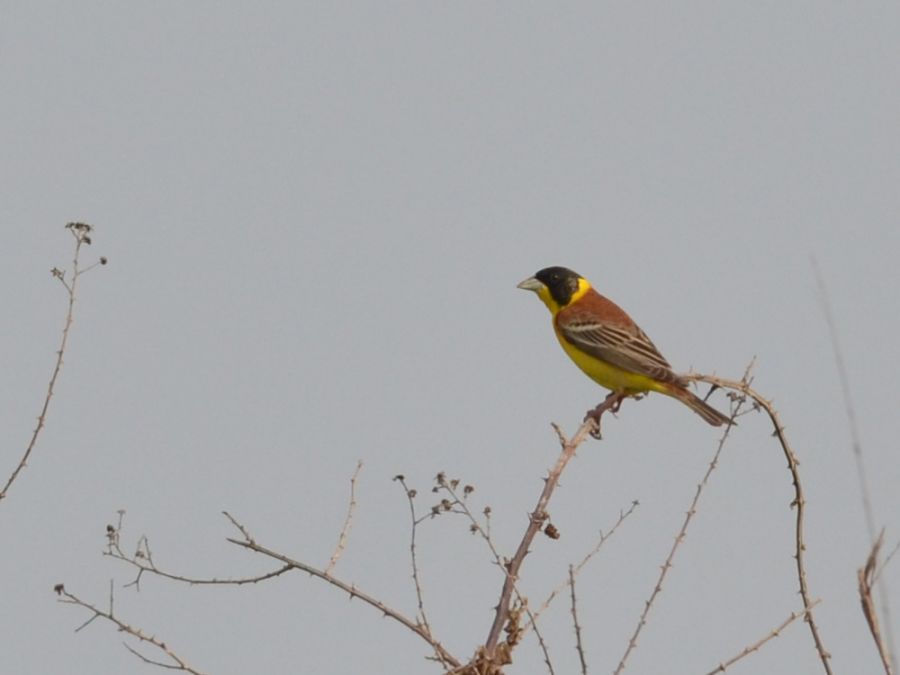 Black-headed Bunting