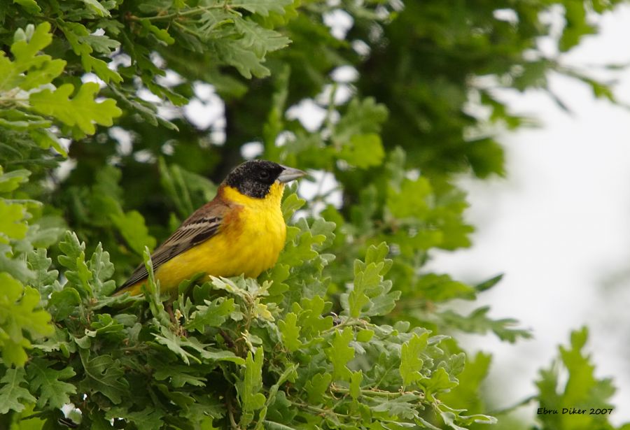 Black-headed Bunting