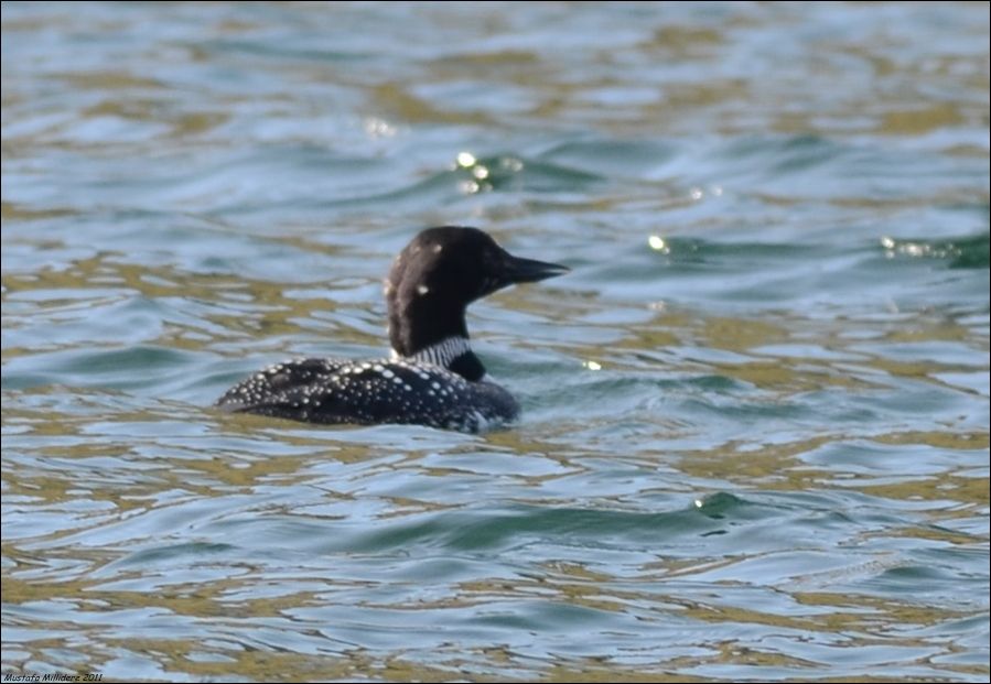 Common Loon