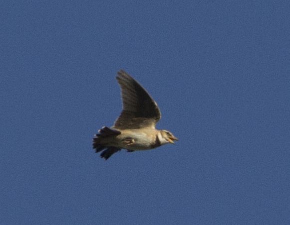Bimaculated Lark