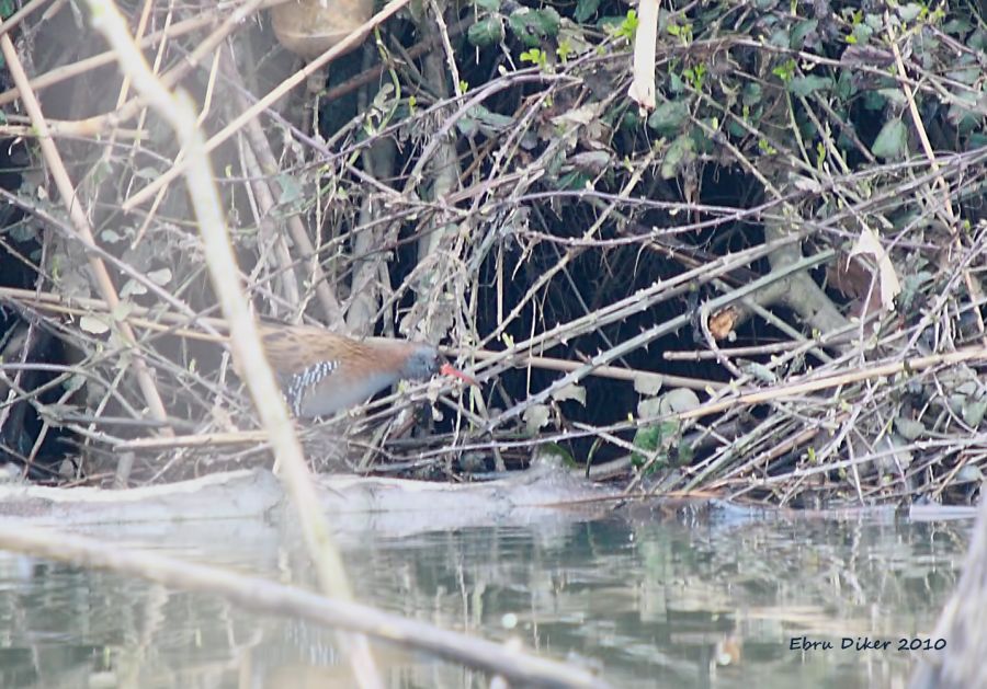 Water Rail