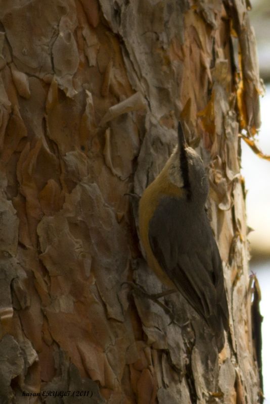 Eurasian Nuthatch