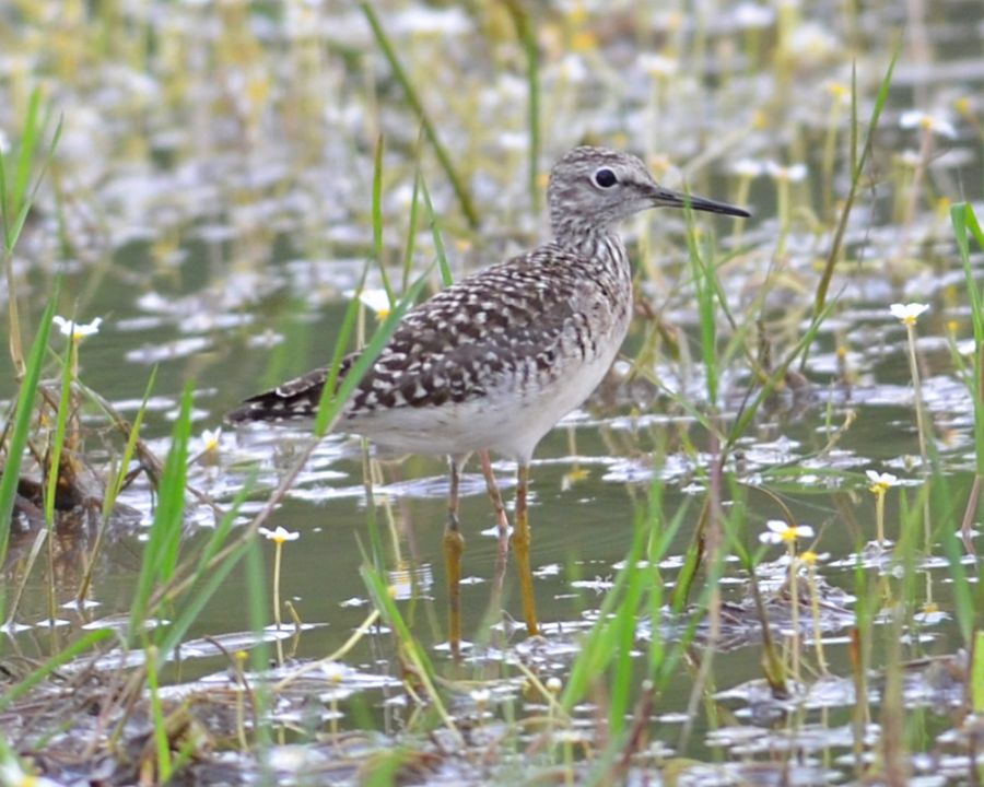 Wood Sandpiper