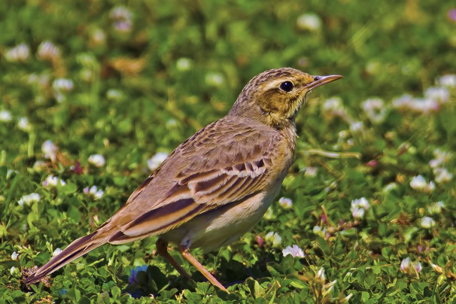Tawny Pipit