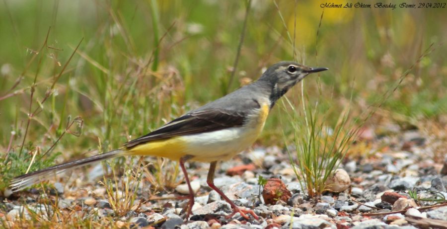 Grey Wagtail
