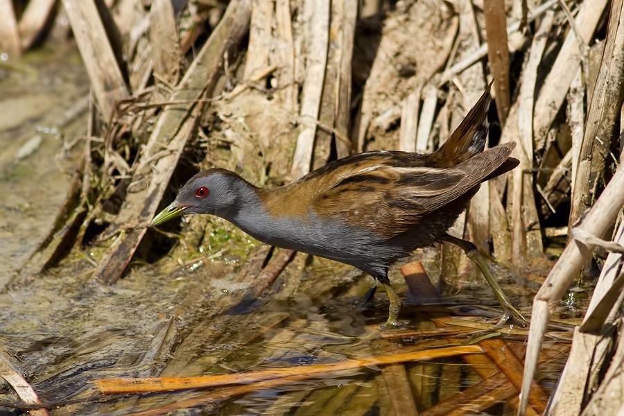 Little Crake