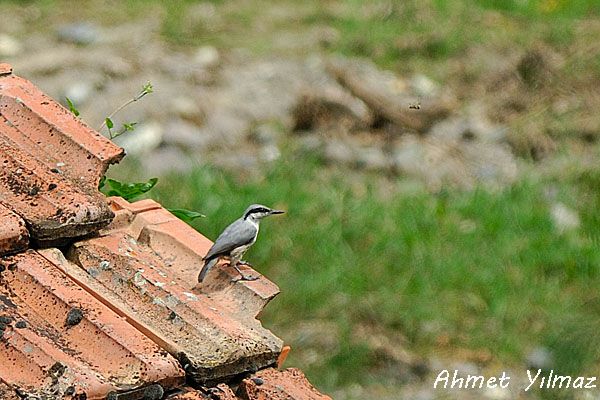 Western Rock Nuthatch