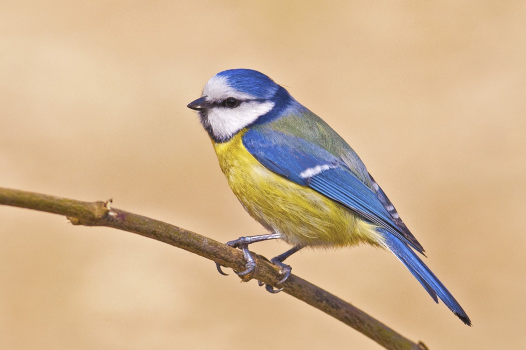 Eurasian Blue Tit