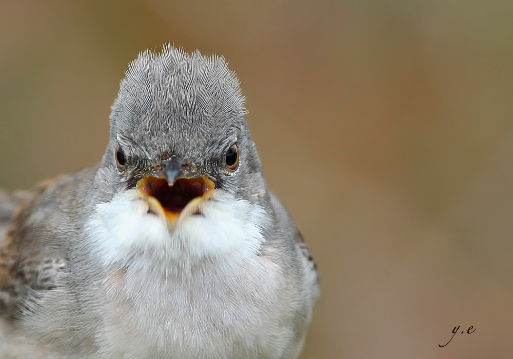 Common Whitethroat