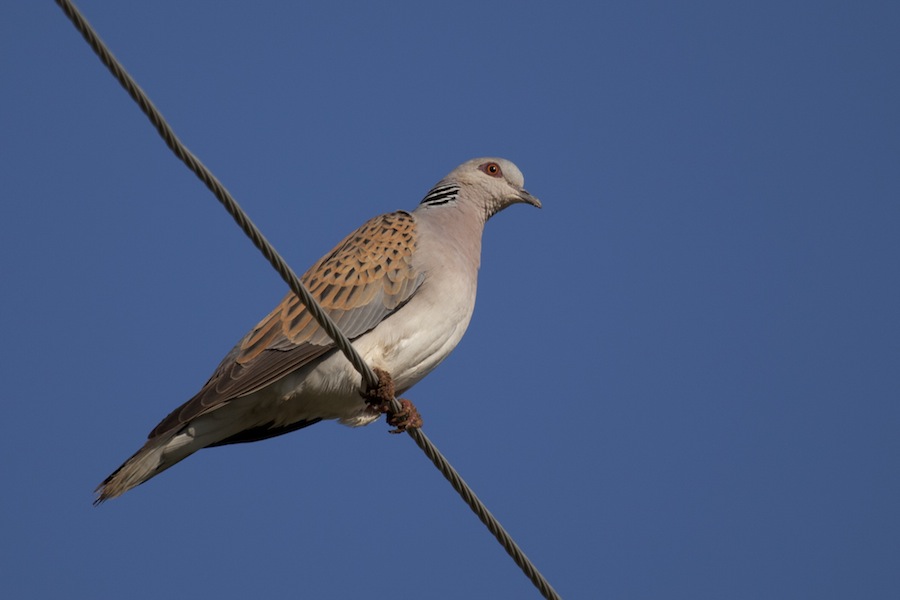 European Turtle Dove