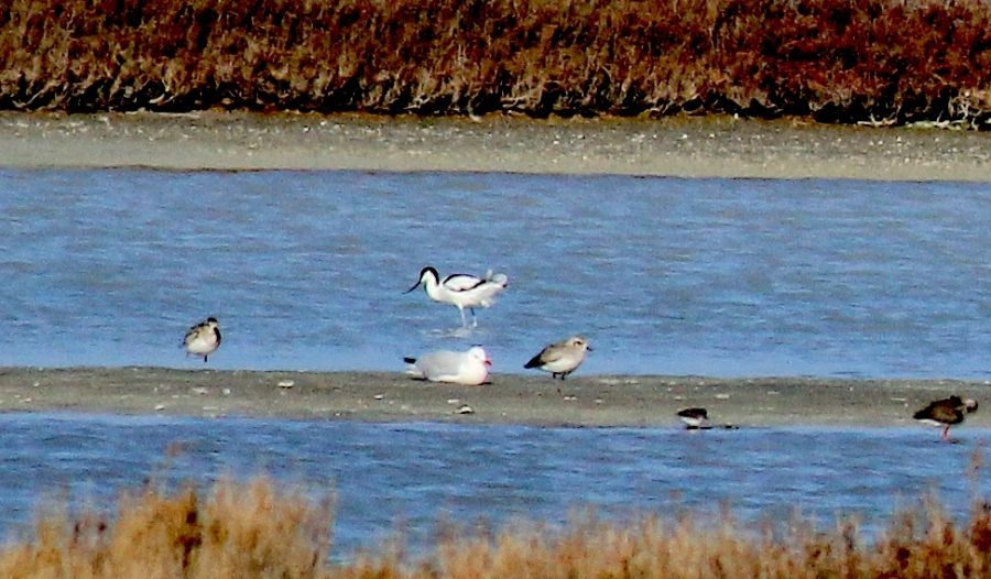 Pied Avocet
