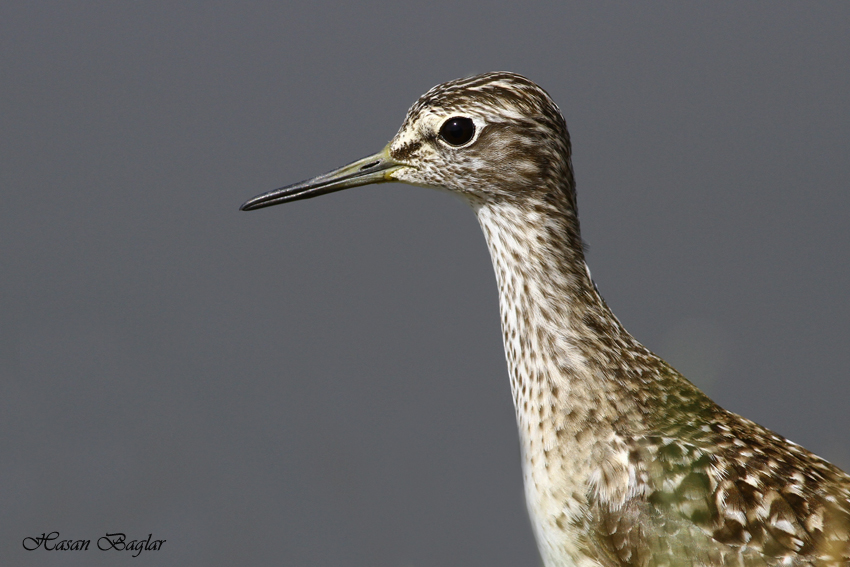 Wood Sandpiper