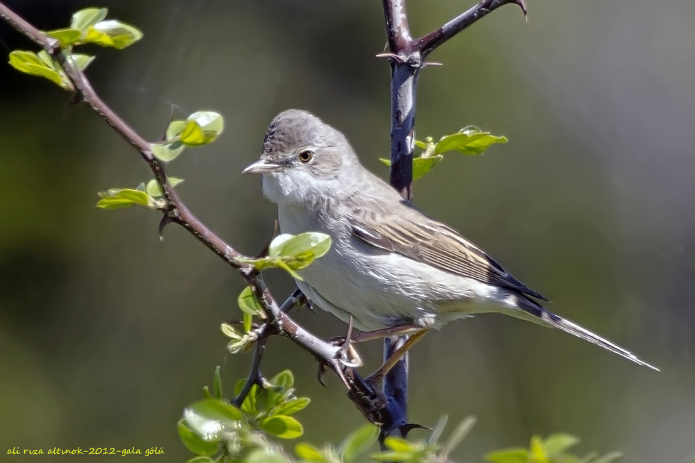 Common Whitethroat
