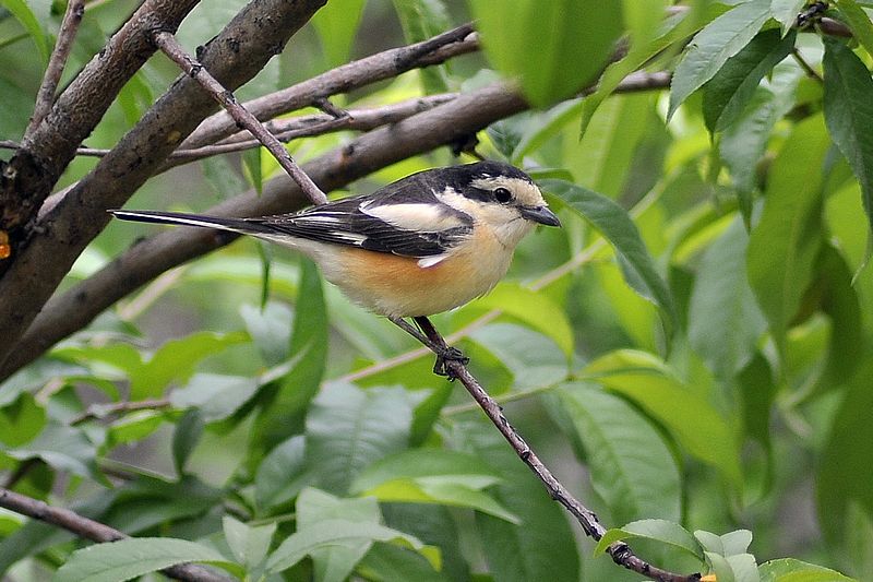 Masked Shrike