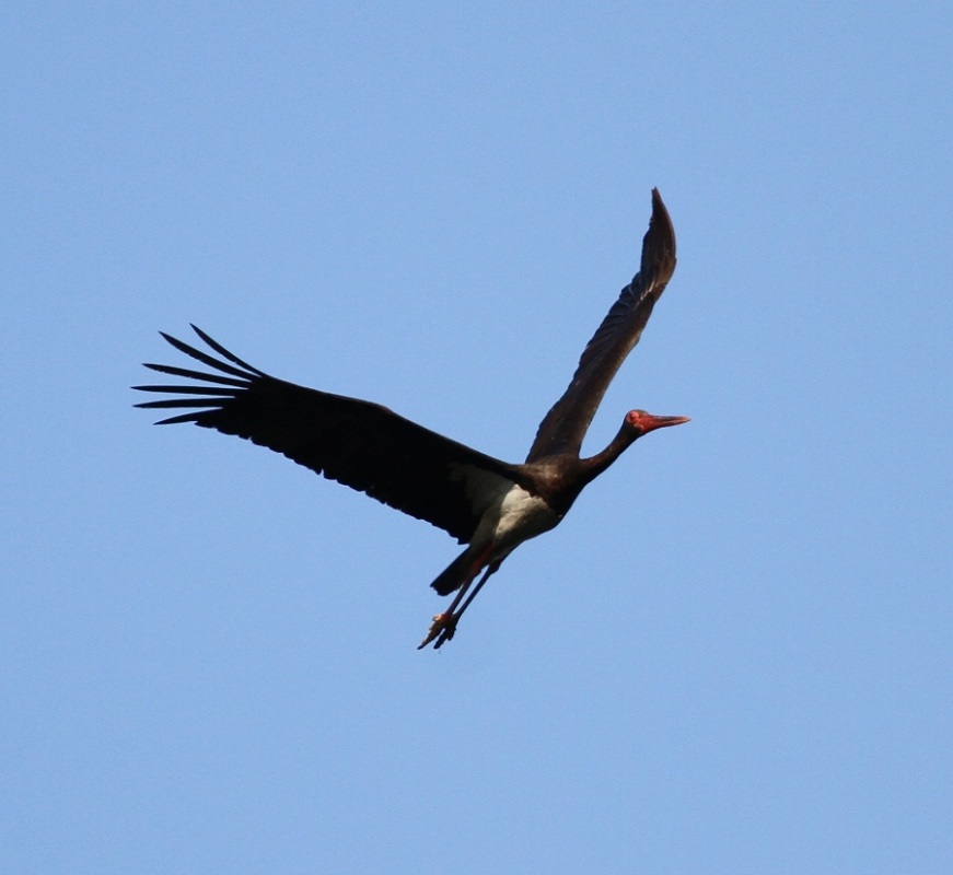 Black Stork