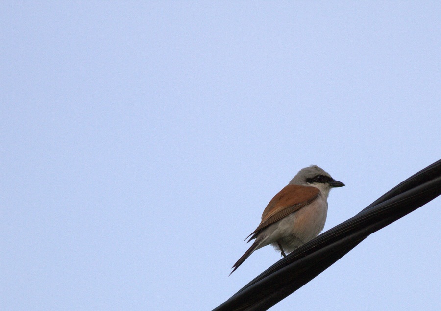 Red-backed Shrike