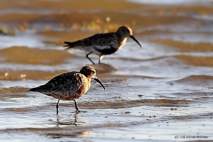 Curlew Sandpiper