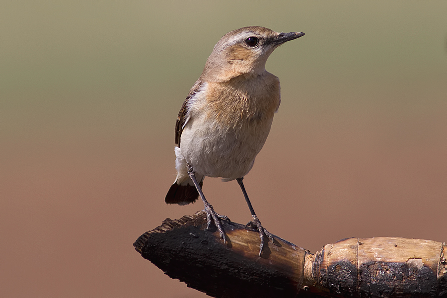 Northern Wheatear