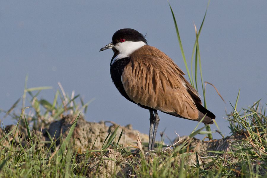 Spur-winged Lapwing