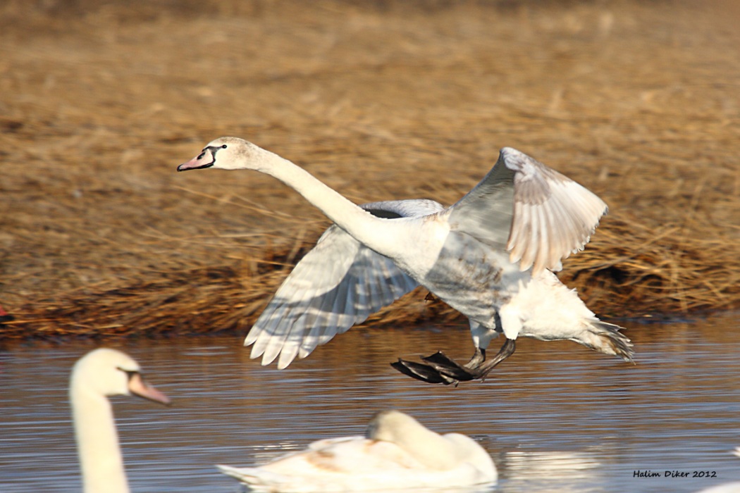 Mute Swan