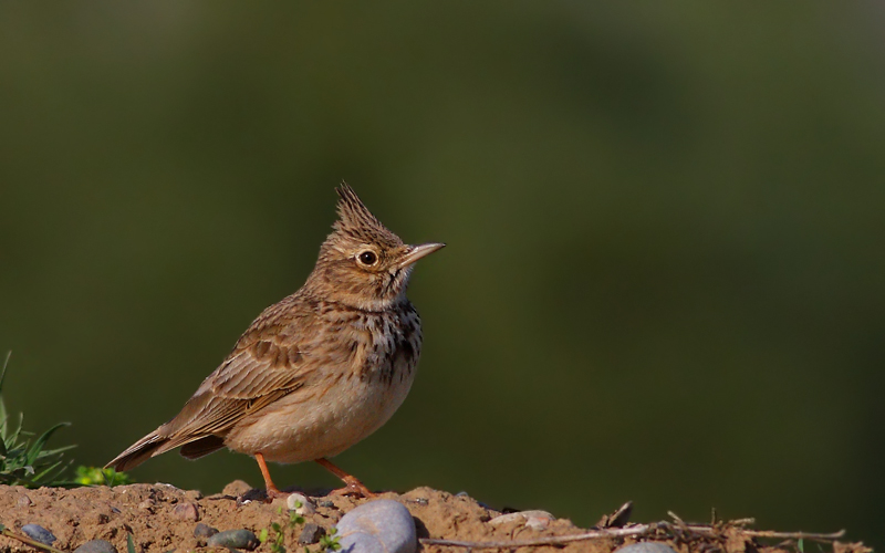 Crested Lark