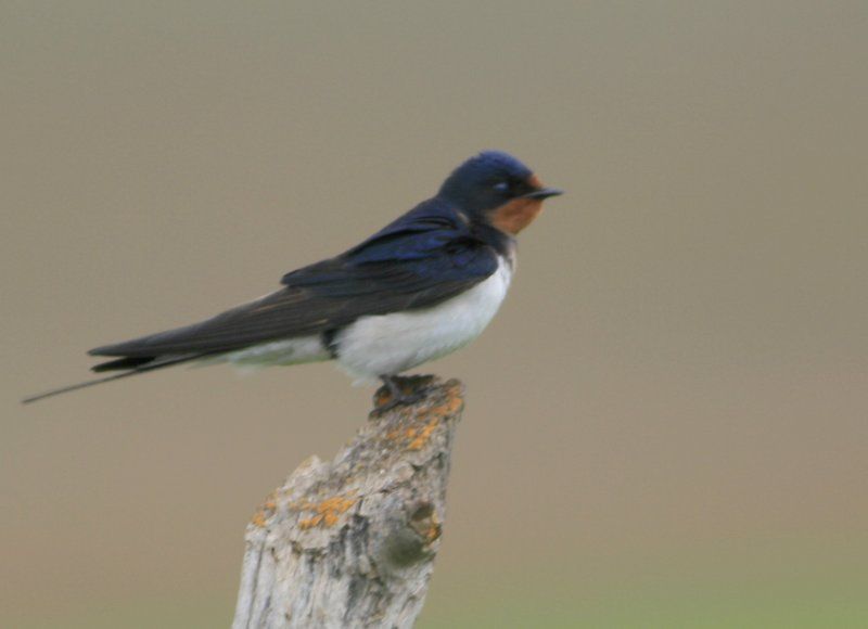 Barn Swallow