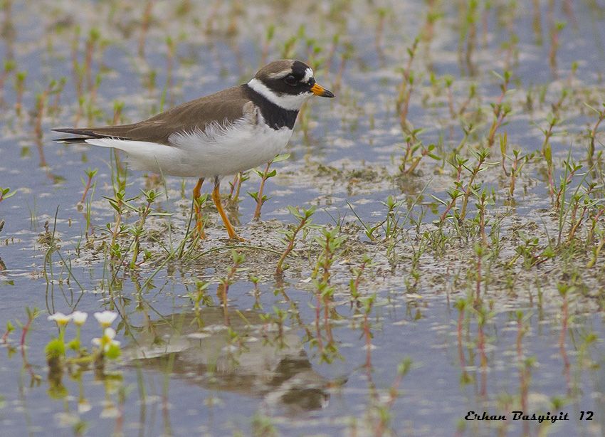 Common Ringed Plover