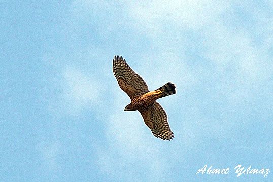 Eurasian Goshawk