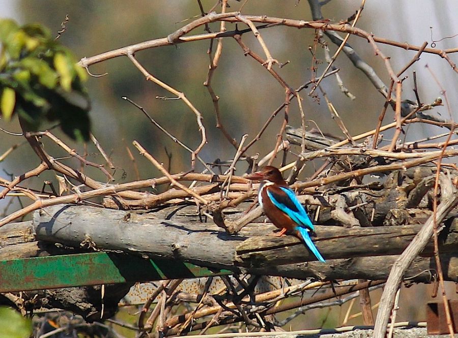 White-throated Kingfisher