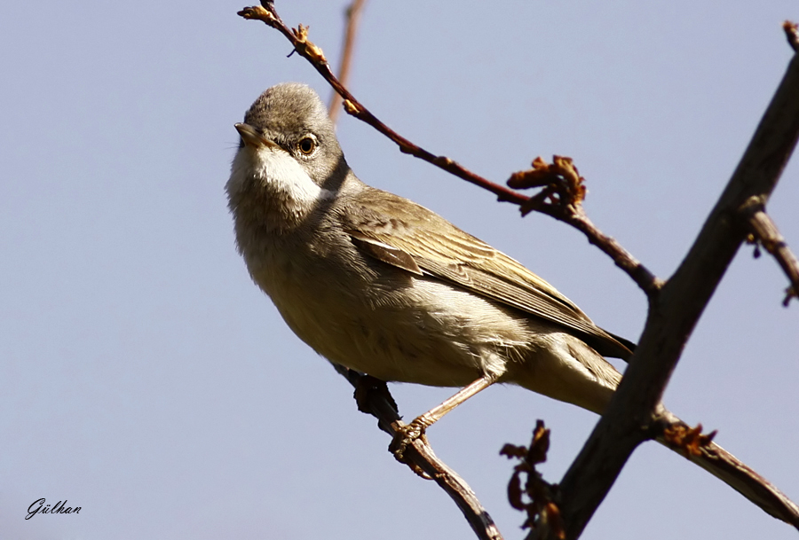 Common Whitethroat