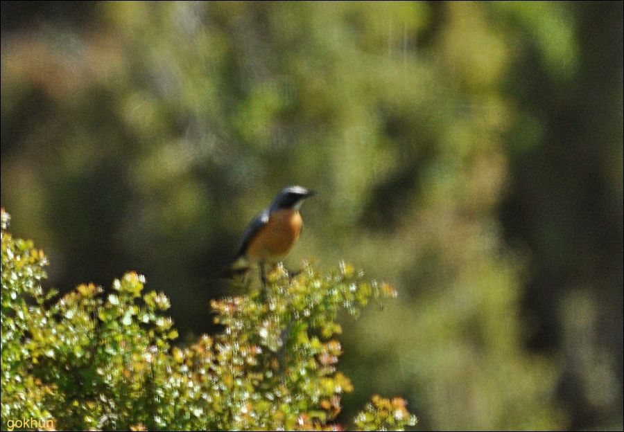 White-throated Robin