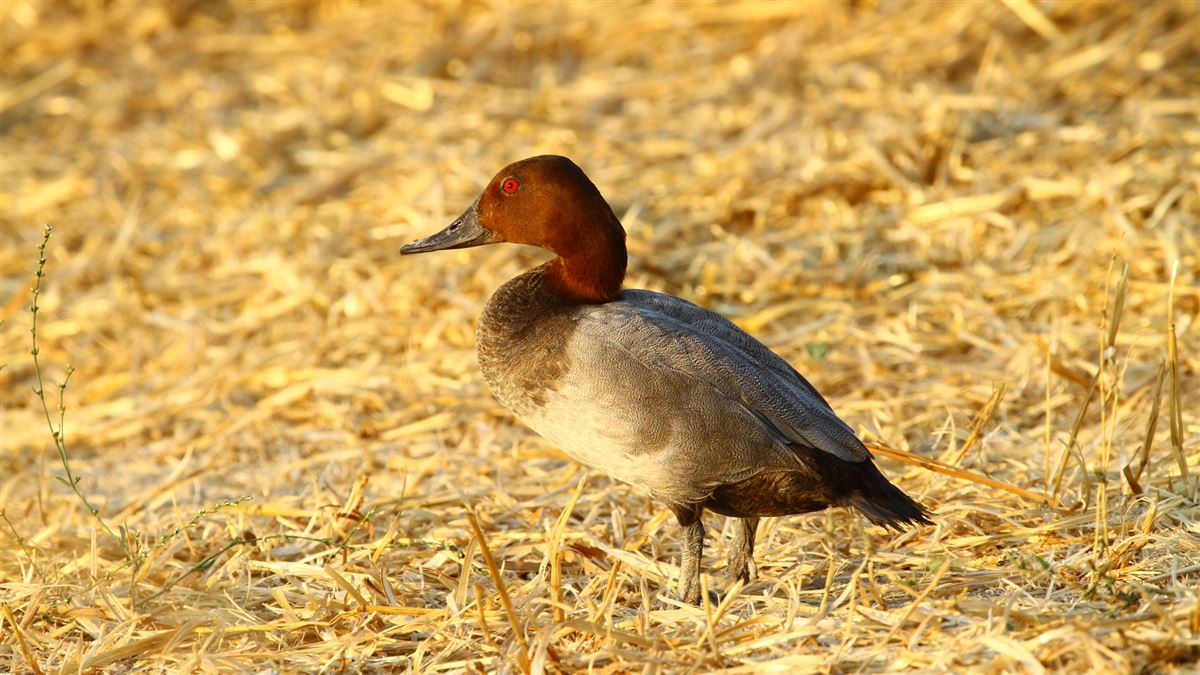 Common Pochard