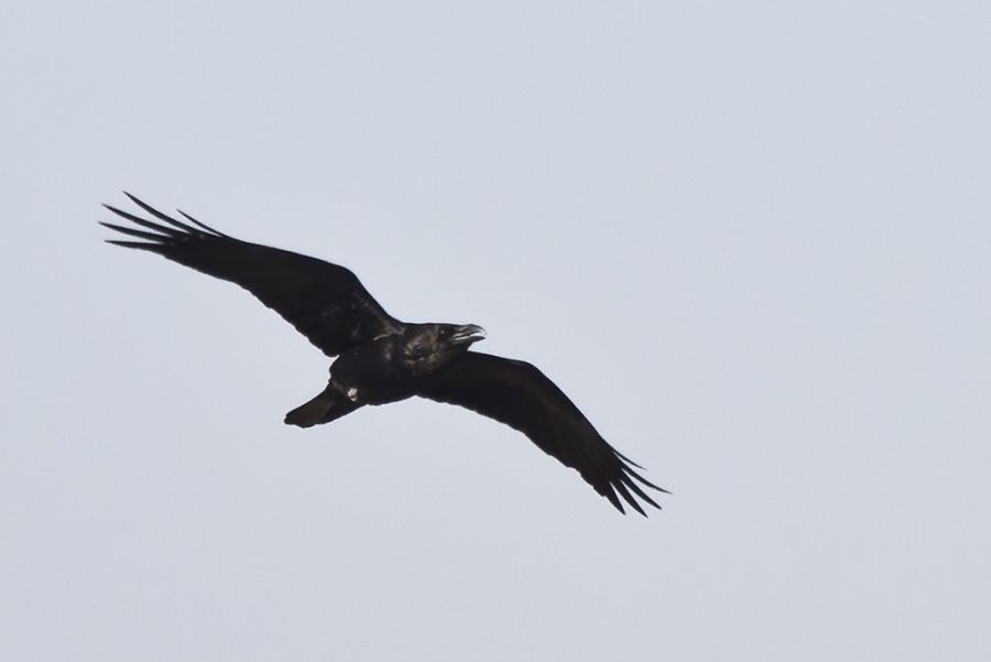 Northern Raven