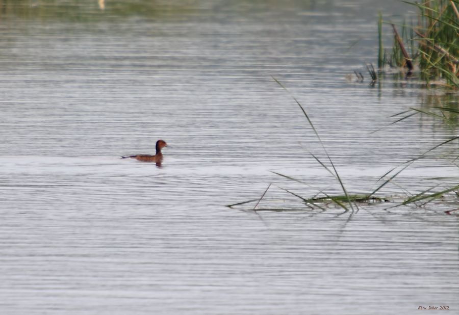 Ferruginous Duck
