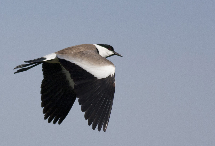 Spur-winged Lapwing