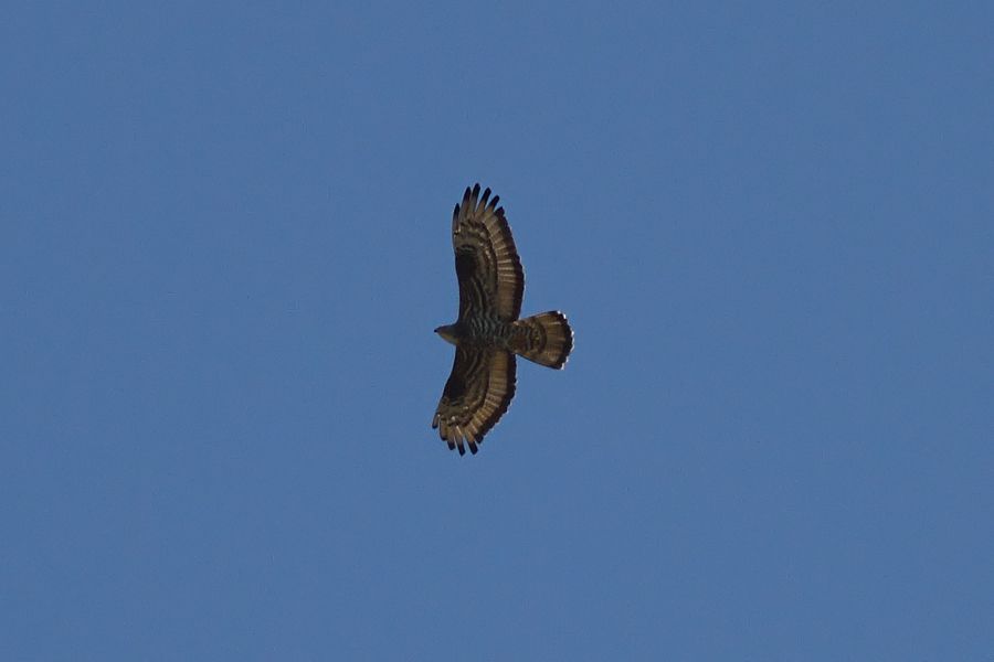 European Honey Buzzard